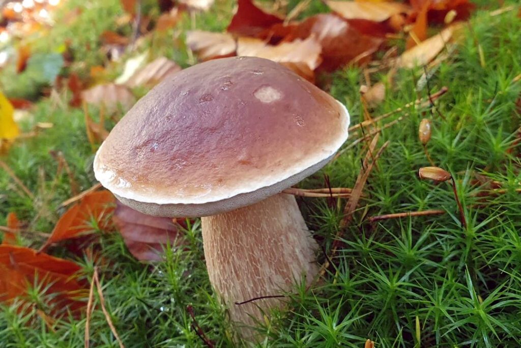 Un cèpe de Bordeaux dans la mousse - Boletus edulis