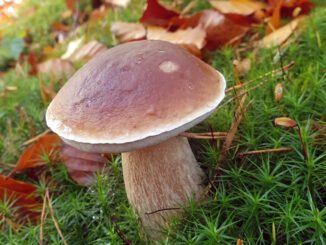 Un cèpe de Bordeaux dans la mousse - Boletus edulis