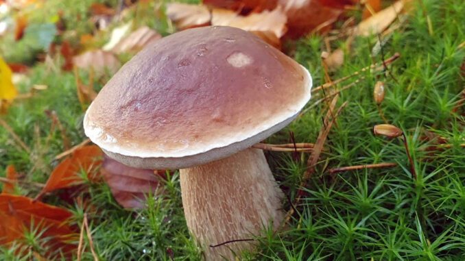 Un cèpe de Bordeaux dans la mousse - Boletus edulis