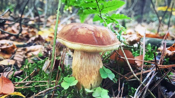 Un joli bolet bai bien charnu, dans la mousse - Imleria badia