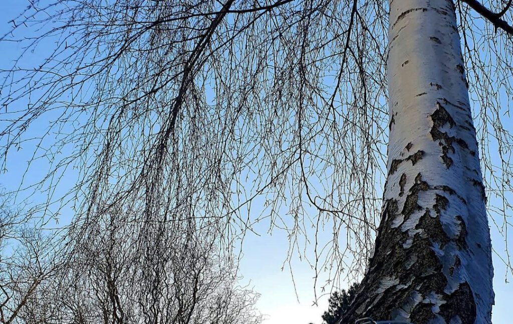 Un joli bouleau dont la sève est consommée chaque année, au printemps.