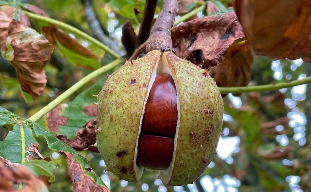 Un marron d'Inde dans sa bogue - Aesculus hippocastanum