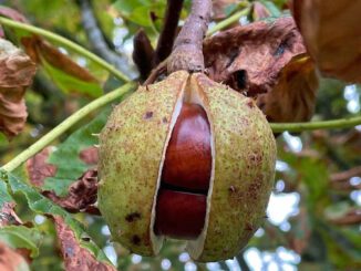 Comment utiliser le marron d'Inde ?