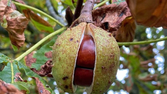 Comment utiliser le marron d'Inde ?