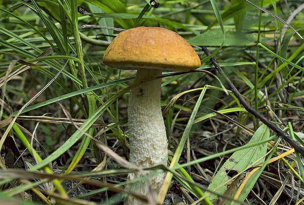 Un superbe bolet orangé dans l'herbe - Bolet du chêne - Leccinum aurantiacum