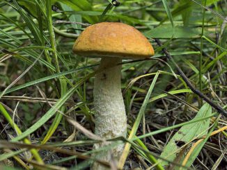 Un superbe bolet orangé dans l'herbe - Bolet du chêne - Leccinum aurantiacum