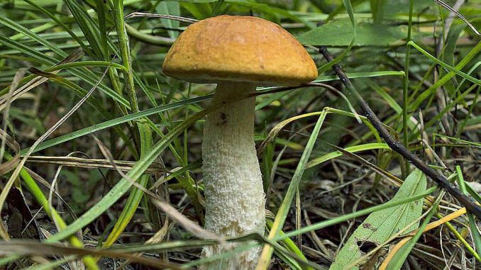 Un superbe bolet orangé dans l'herbe - Bolet du chêne - Leccinum aurantiacum