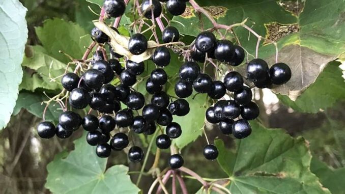 Une grappe de baies de Sureau noir - Sambucus nigra