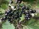 Une grappe de baies de Sureau noir - Sambucus nigra