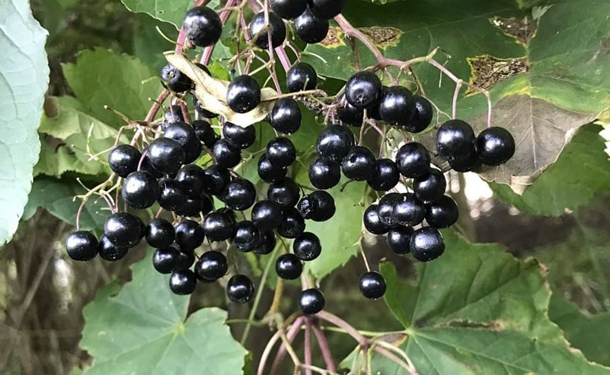 Une grappe de baies de Sureau noir - Sambucus nigra