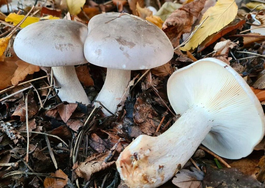 Une photo de 3 clitocybes nébuleux dans une litière de feuilles - clitocybe nébuleux - clitocybe nebularis