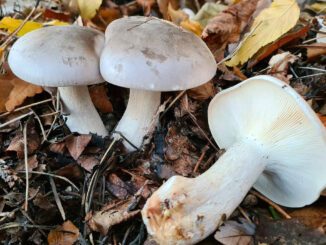 Une photo de 3 clitocybes nébuleux dans une litière de feuilles - clitocybe nébuleux - clitocybe nebularis