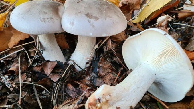 Une photo de 3 clitocybes nébuleux dans une litière de feuilles - clitocybe nébuleux - clitocybe nebularis