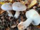 Une photo de 3 clitocybes nébuleux dans une litière de feuilles - clitocybe nébuleux - clitocybe nebularis