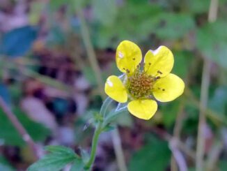 Une photo de benoîte urbaine avec sa fleur - benoîte commune - Geum urbanum