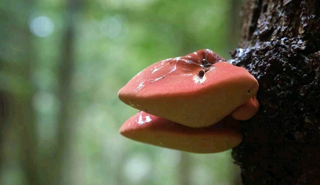 Une photo de langue de bœuf (fistuline hépatique)