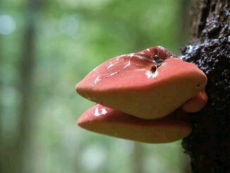 Une photo de langue de bœuf (fistuline hépatique)