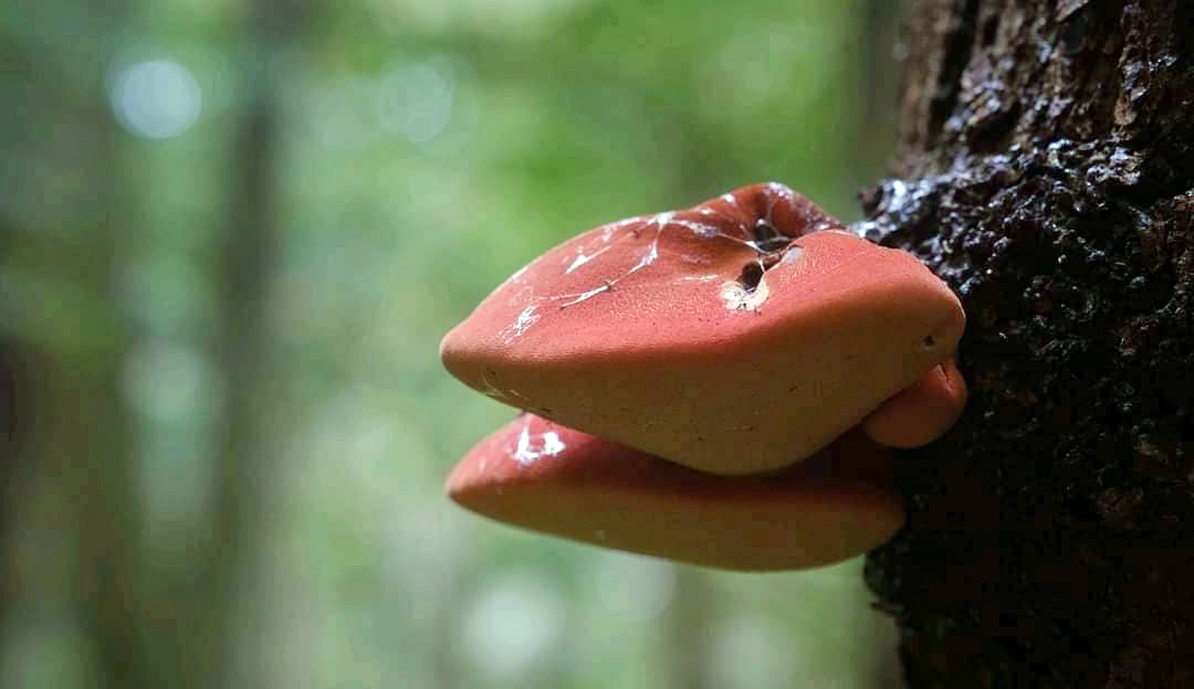 Langue de bœuf (Fistuline hépatique) Chasseurs de champignons — free download