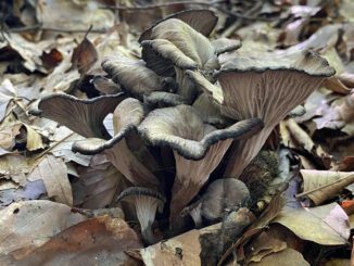 chanterelle cendrée ou girolle cendrée - craterellus cinereus