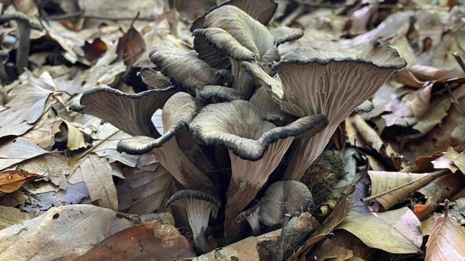 chanterelle cendrée ou girolle cendrée - craterellus cinereus