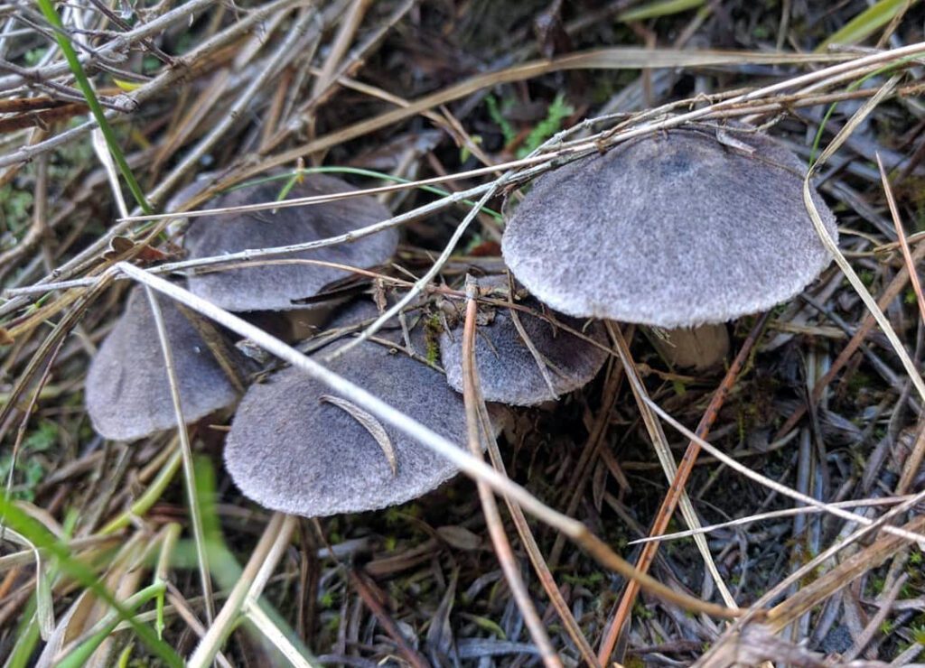 cinq tricholomes terreux, sous conifères - Tricholoma terreum - charbonnier - petit gris - griset