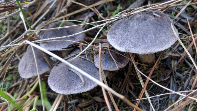 cinq tricholomes terreux, sous conifères - Tricholoma terreum - charbonnier - petit gris - griset