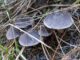 cinq tricholomes terreux, sous conifères - Tricholoma terreum - charbonnier - petit gris - griset