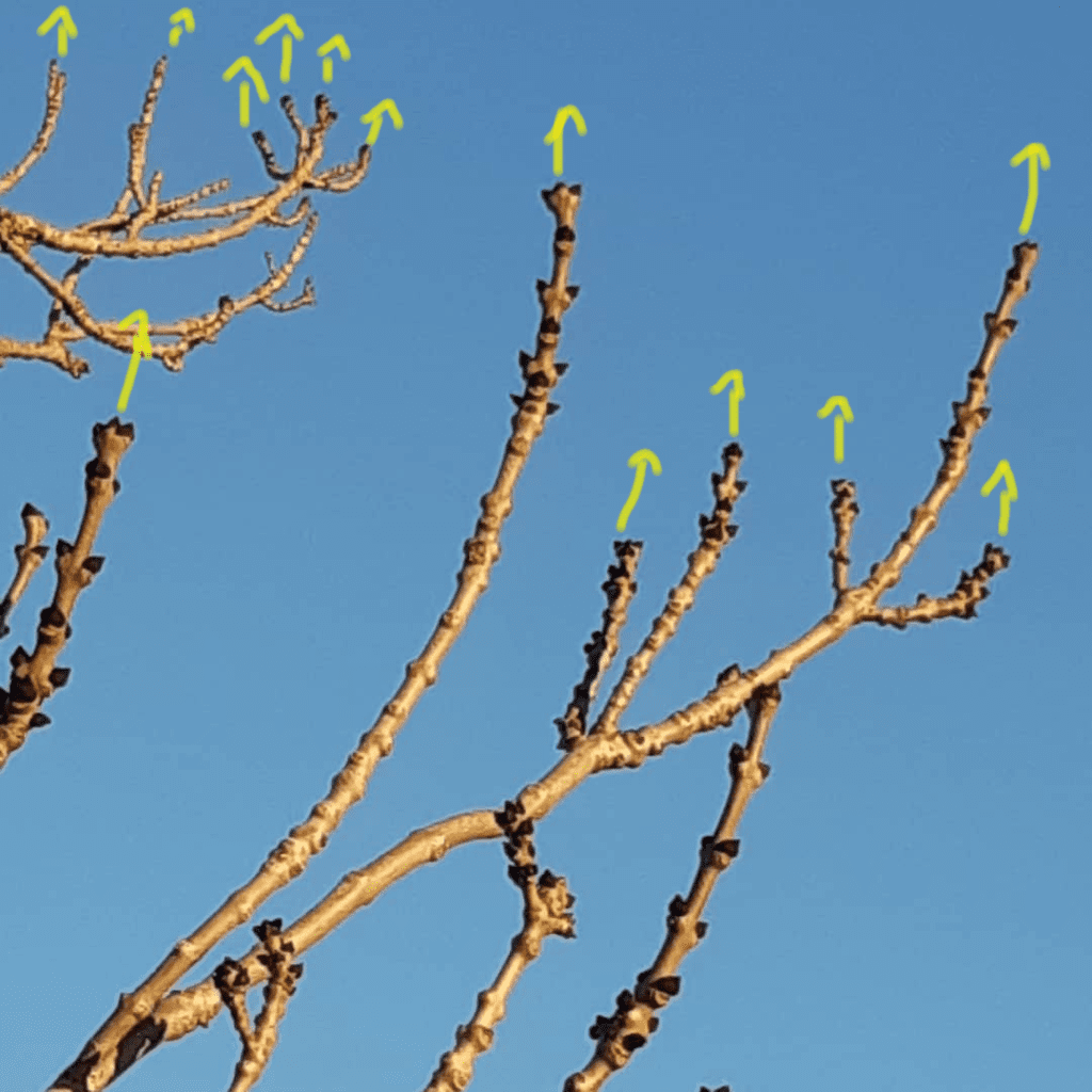 De jeunes branches de frêne avec des bourgeons, que vous pourrez facilement reconnaître.
