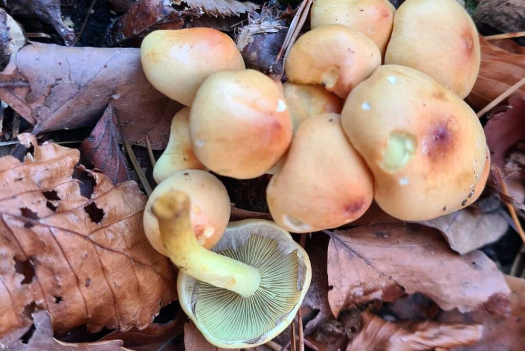 hypholome en touffe (hypholoma fasciculare)