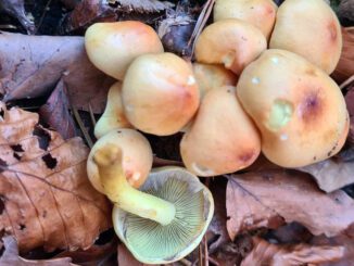 hypholome en touffe - hypholoma fasciculare