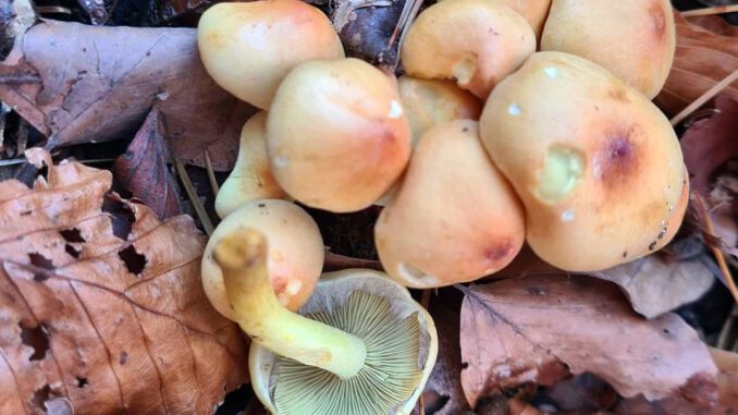 hypholome en touffe - hypholoma fasciculare