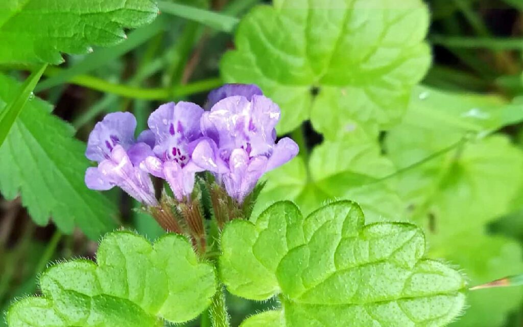 lierre terrestre en fleur - Glechoma hederacea