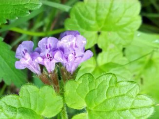 lierre terrestre en fleur - Glechoma hederacea