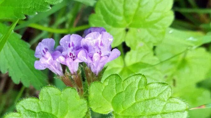 lierre terrestre en fleur - Glechoma hederacea