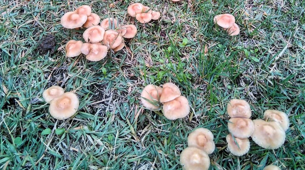 marasmius oreades, marasme des oréades, faux-mousseron