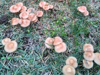 marasmius oreades, marasme des oréades, faux-mousseron