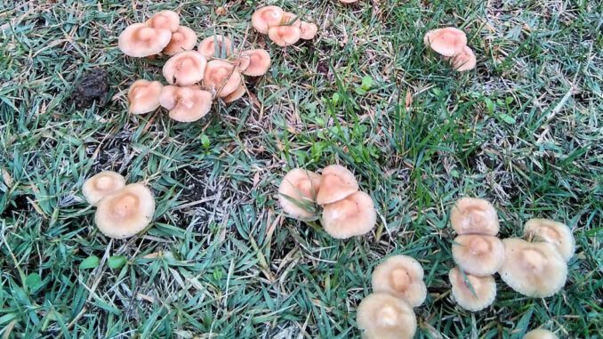 marasmius oreades, marasme des oréades, faux-mousseron