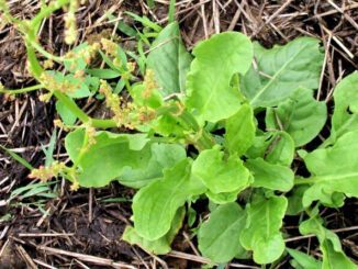 oseille sauvage - Rumex acetosa