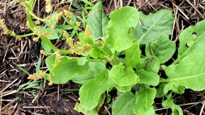 oseille sauvage - Rumex acetosa