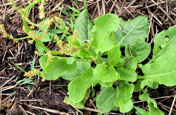 oseille sauvage - Rumex acetosa