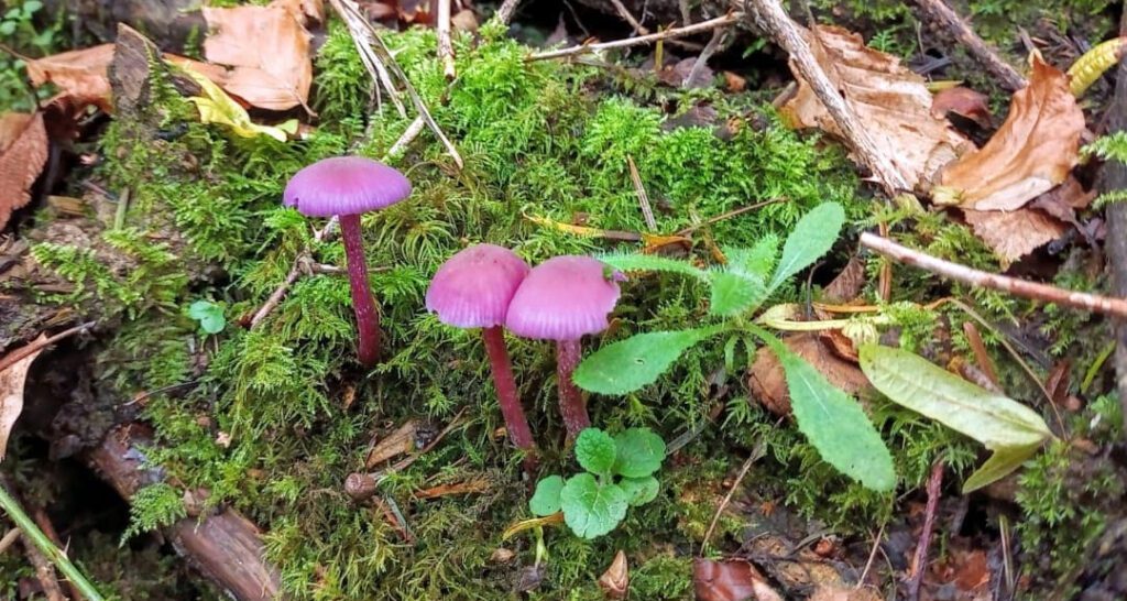 Trois laccaires améthystes dans la mousse - laccaire améthyste - Laccaria amethystina