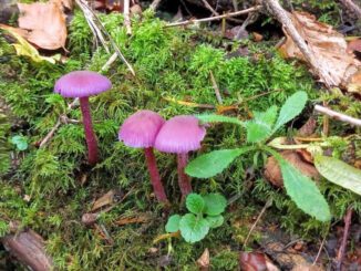 trois laccaires améthystes dans la mousse - Laccaria amethystina