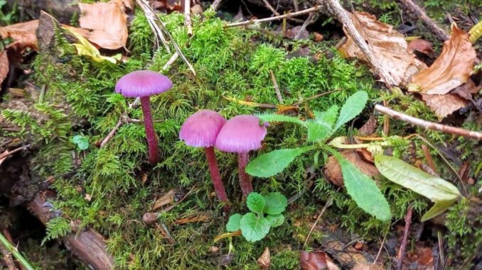 trois laccaires améthystes dans la mousse - Laccaria amethystina