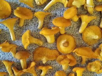 Comment faire sécher des girolles