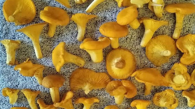 Comment faire sécher des girolles