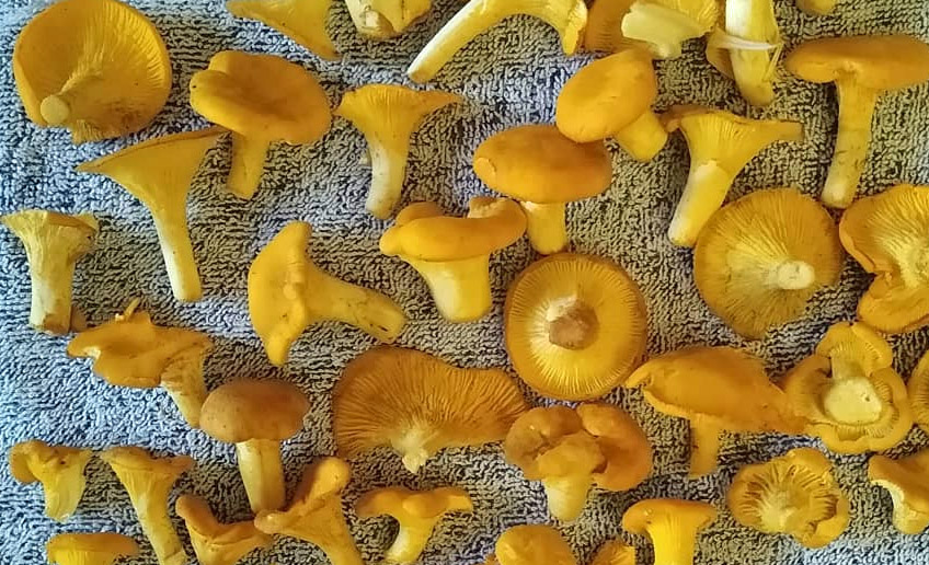 Comment faire sécher des girolles