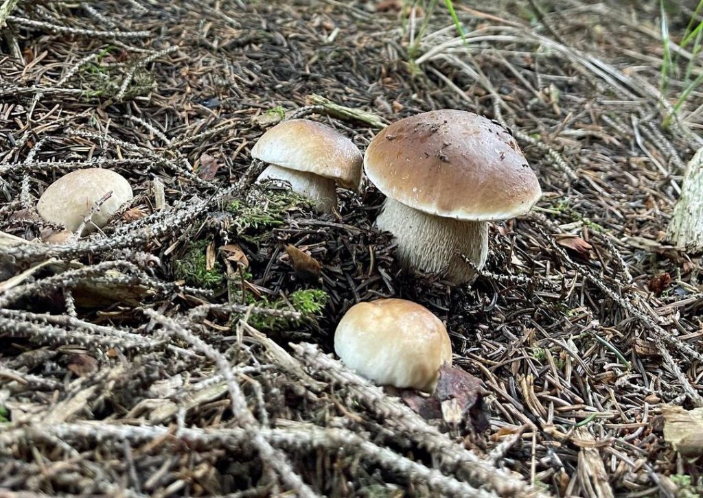 Des cèpes, en forêt de conifères, en montagne