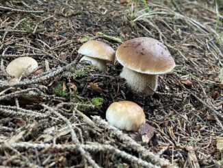 Des cèpes, en forêt de conifères, en montagne