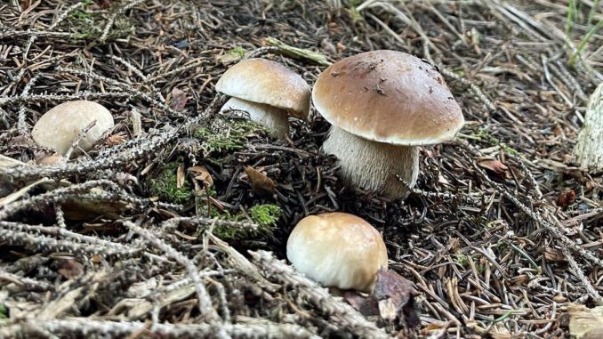 Des cèpes, en forêt de conifères, en montagne