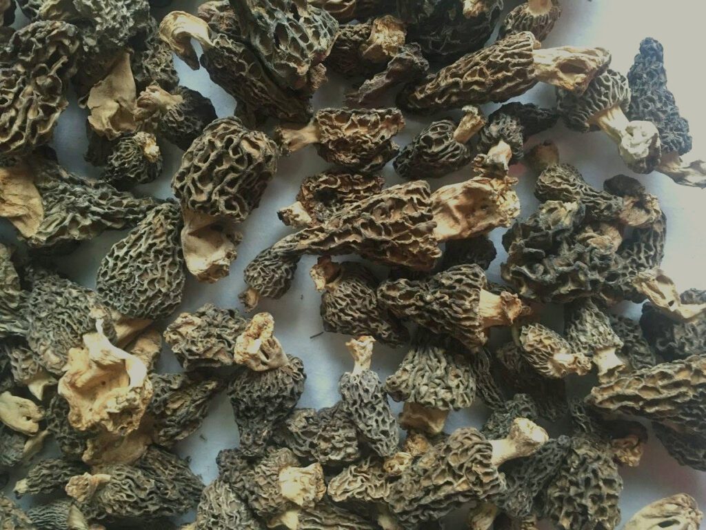 Des morilles noires, séchées.